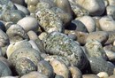 Pebbles on Beach 